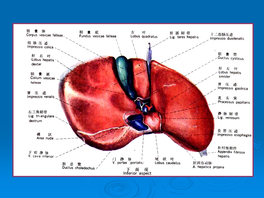 肝脏分段解剖影像学.ppt_第3页