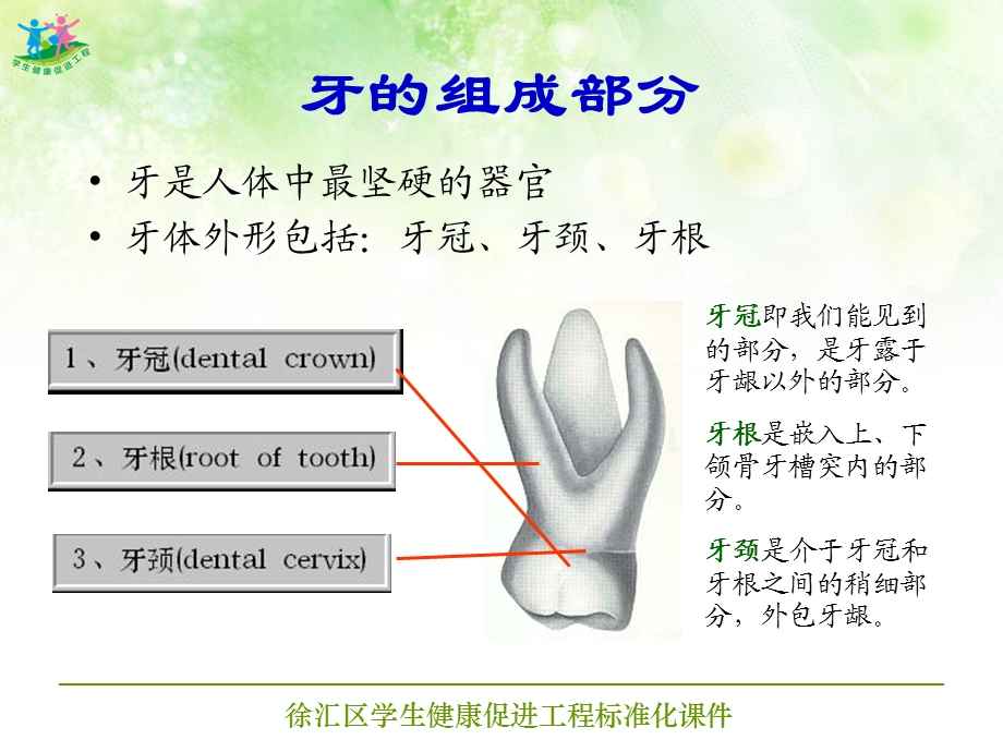 【健康知识】社区卫生服务中心宣导教材—爱牙护齿 预防疾病PPT.ppt_第3页