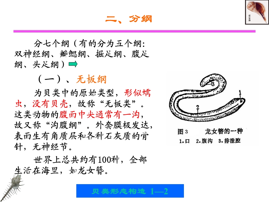 贝类的外部形态和内部形态构造.ppt_第2页