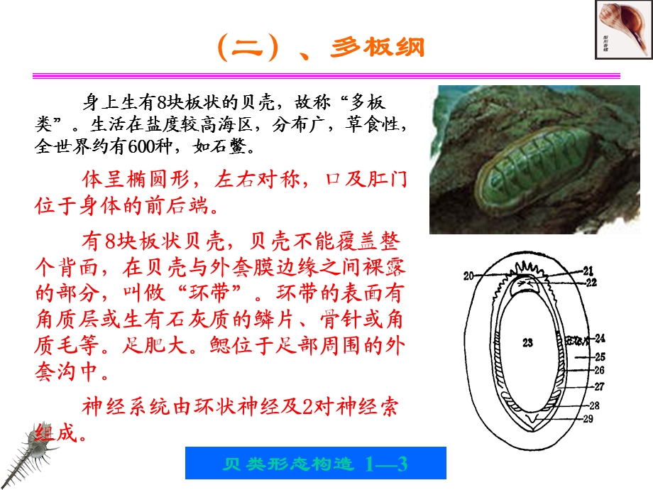 贝类的外部形态和内部形态构造.ppt_第3页