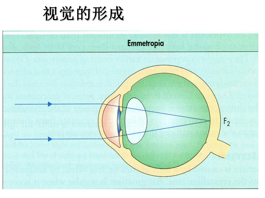 视力保健专题知识讲座.ppt_第3页