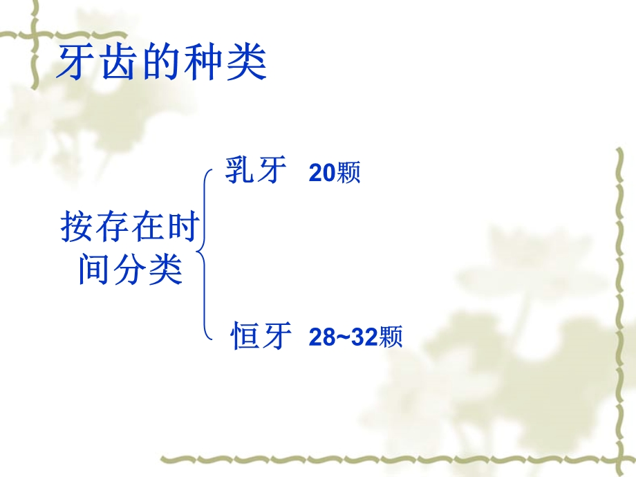 认识牙齿及牙齿保健.ppt_第3页