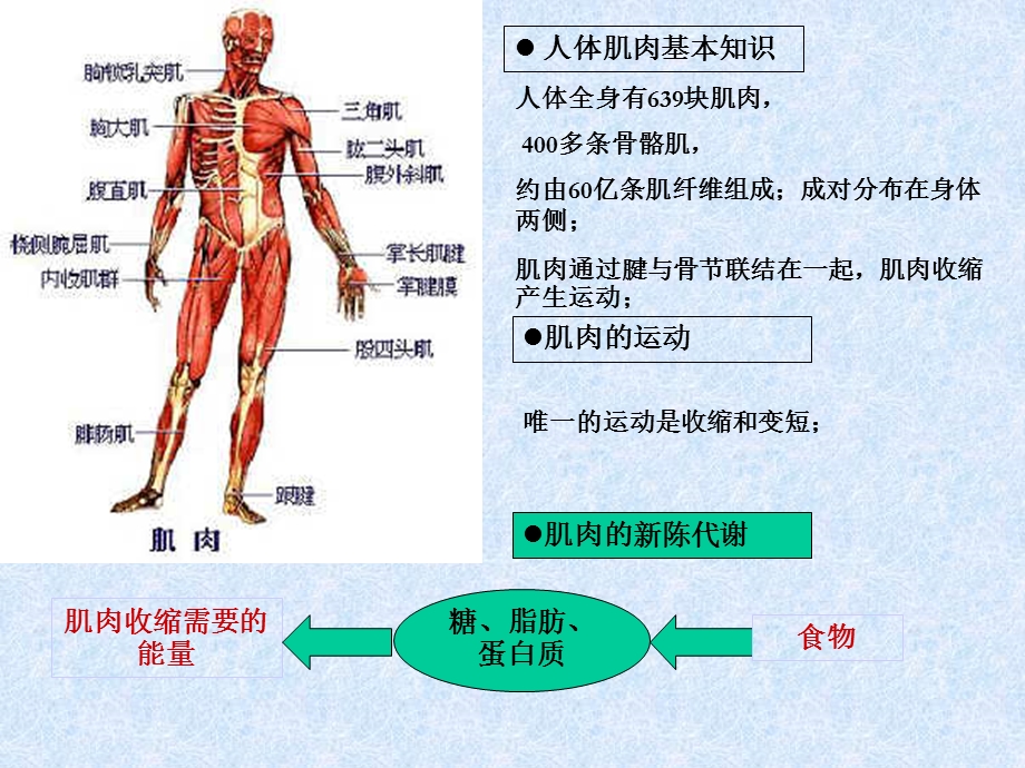 劳动过程对人体的影响.ppt_第3页