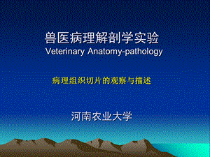 兽医病理解剖学实验.ppt