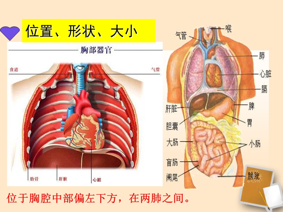 《输送血液的泵-心脏》课件人教新课标.ppt_第3页