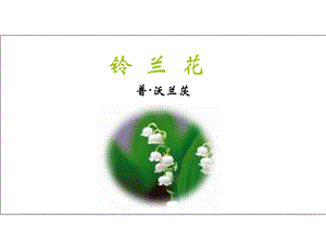 《铃兰花》公开课.ppt