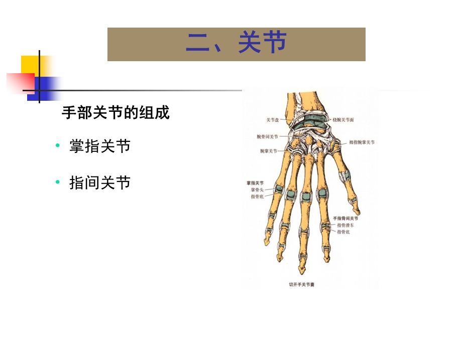 关节运动学(四、手)关节、肌肉和神经支配.ppt_第3页