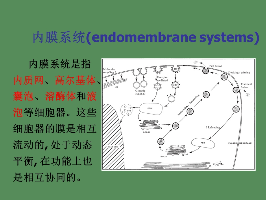 内吞与内膜系统.ppt_第3页