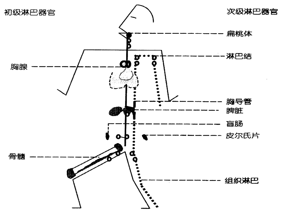 免疫学相关内容.ppt_第2页