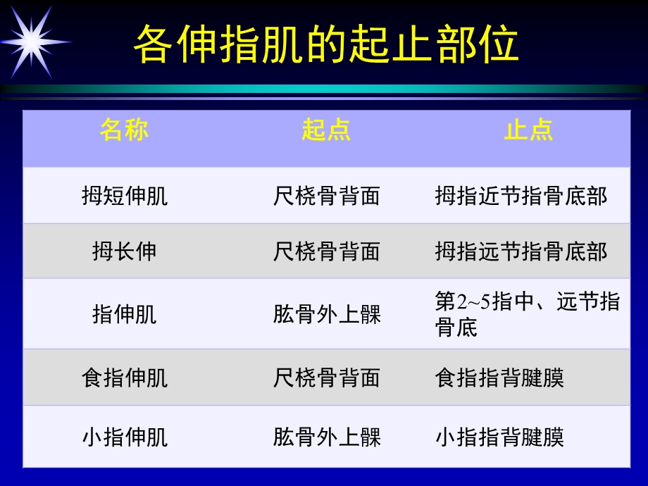 伸指肌腱的分区.ppt_第3页