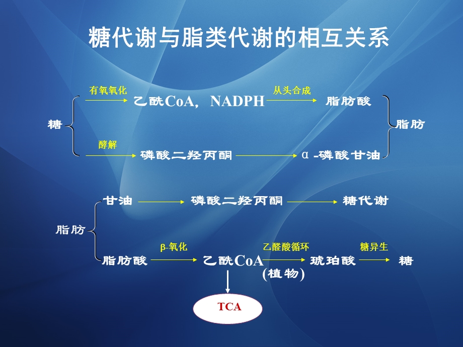 十四物质代谢的相互联系和调节控制.ppt_第3页