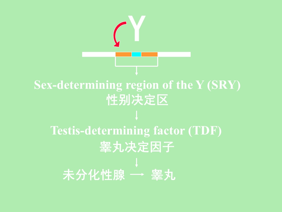 两款手机的弗兰克.ppt_第3页