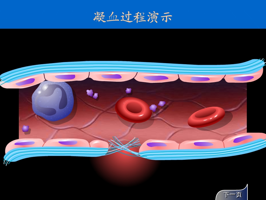 作用与血液及造血系统药.ppt_第3页