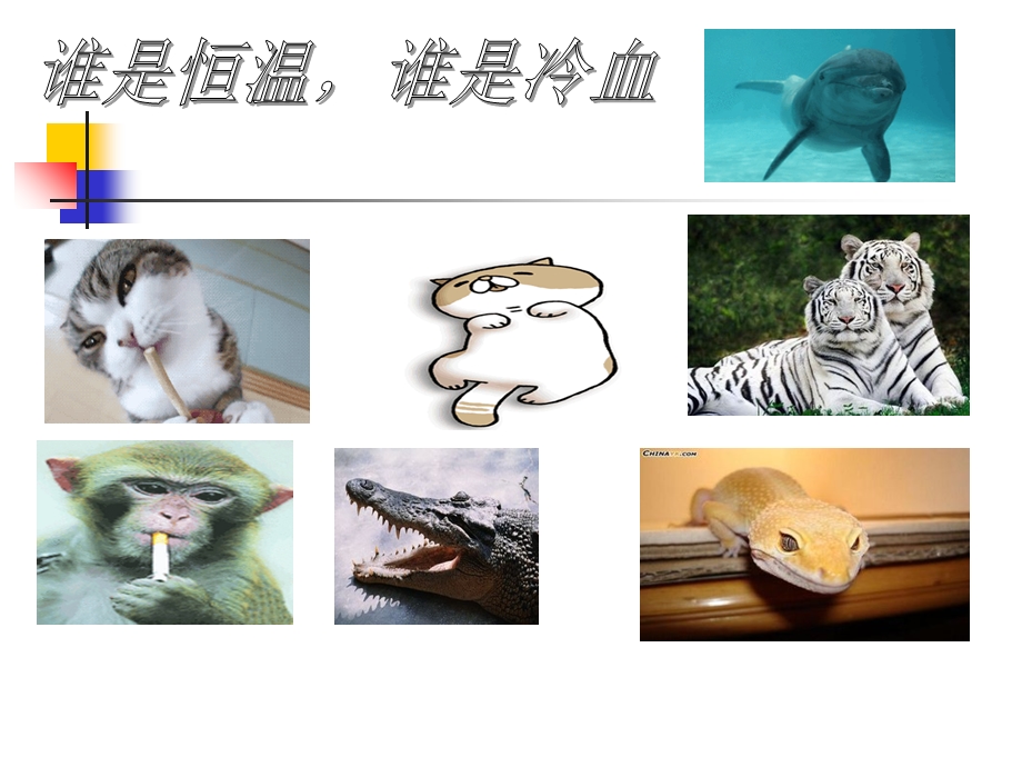 冷血动物和热血动物.ppt_第2页