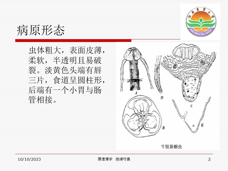 弓首蛔虫.ppt_第2页