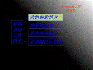 分瓶细胞株细胞细胞系动物细胞培养过程.ppt