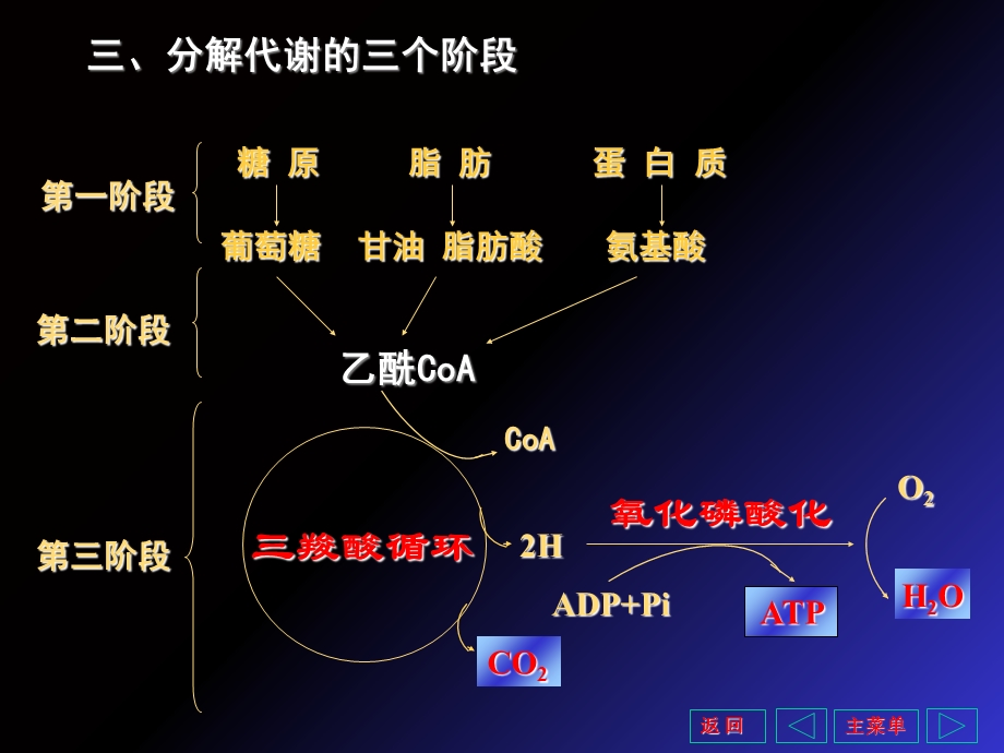 三羧酸循环和能量代谢教学.ppt_第3页