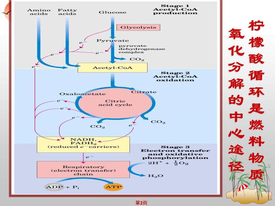 《柠檬酸循环》课件.ppt_第2页