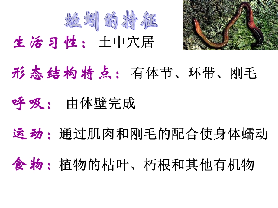 动物的群居特点.ppt_第3页