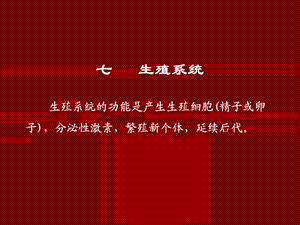 动物解剖学之生殖系统.ppt