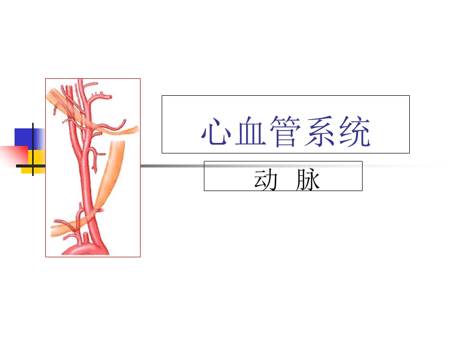 《脉管系统》课件.ppt_第1页