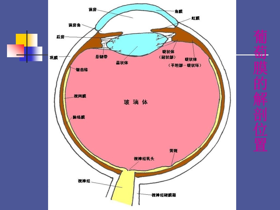 内眼病葡萄膜炎.ppt_第2页