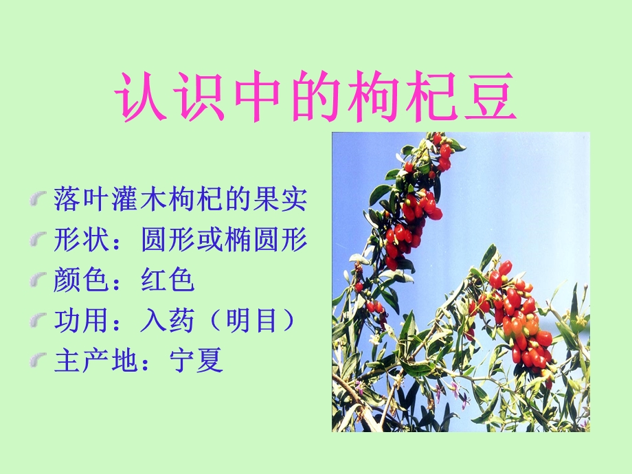 《三颗枸杞豆》课件(苏教).ppt_第2页