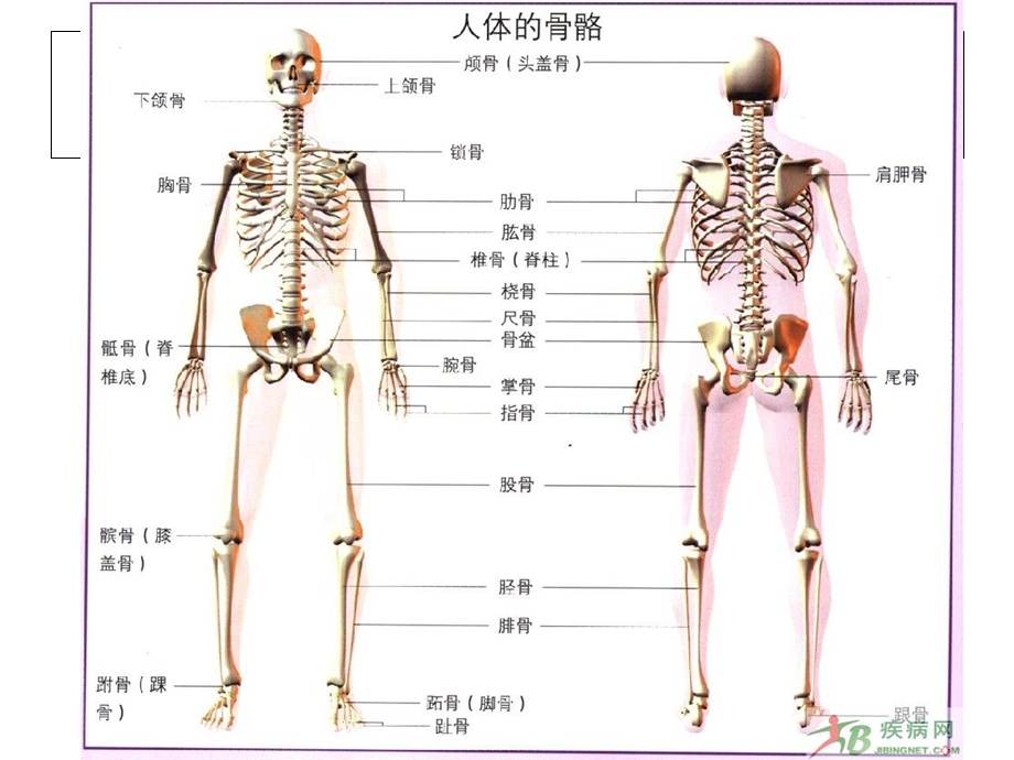 人体结构示意图①.ppt_第2页