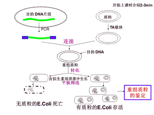 分生实验4：质粒的提取和电泳.ppt