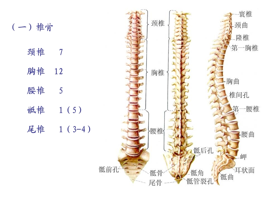 中轴骨、颅骨及连接.ppt_第2页