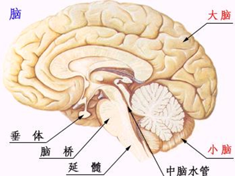 颅脑肿瘤的护理.ppt_第3页