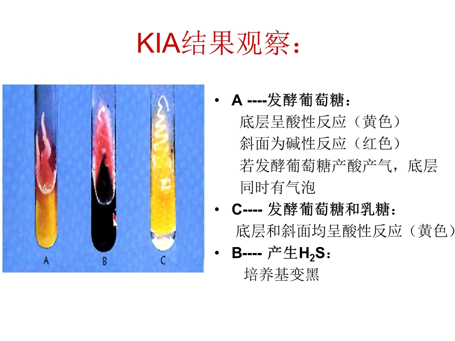 克氏双糖KIA(整理).ppt_第3页