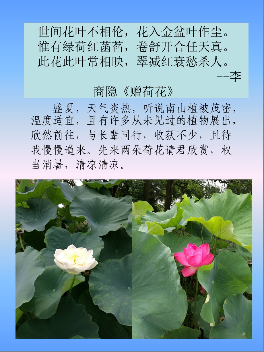 南山植物园游记图文集.ppt_第2页