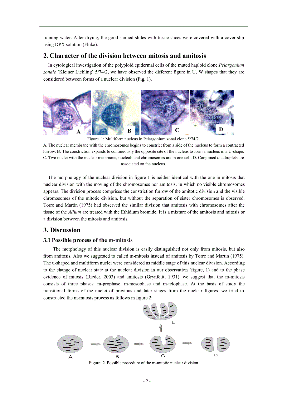 A nuclear division between mitosis and amitosis.doc_第2页