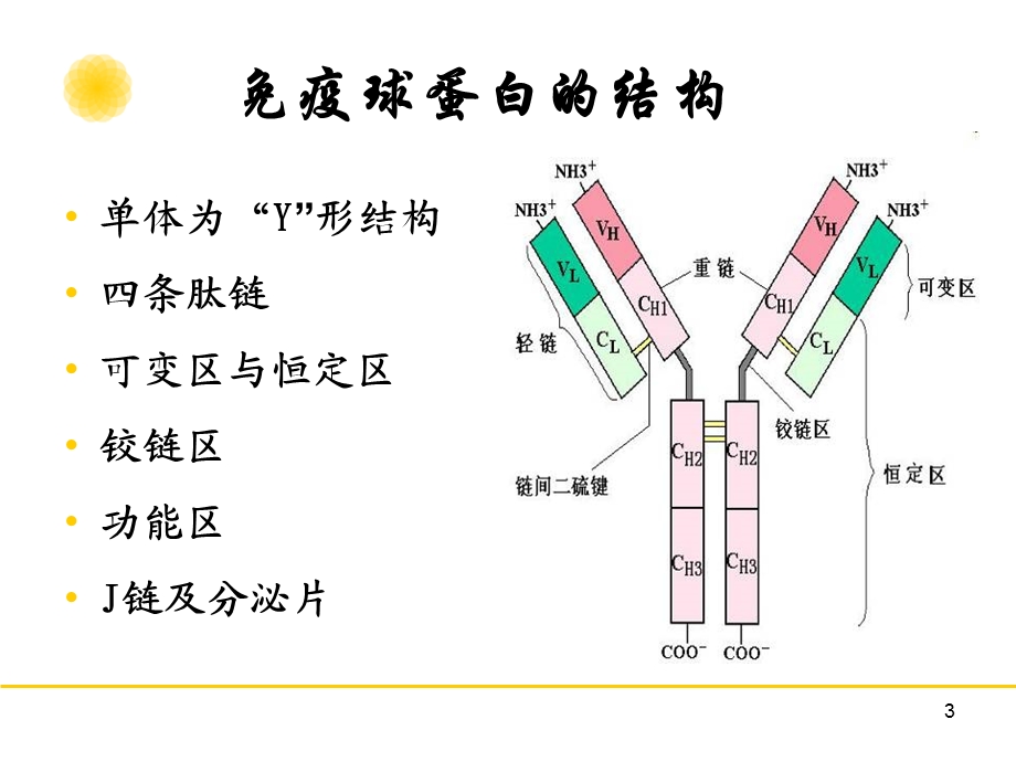 免疫球蛋白微生物与免疫学教学.ppt_第3页