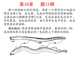 低等的无颌脊椎动物-圆口纲.ppt