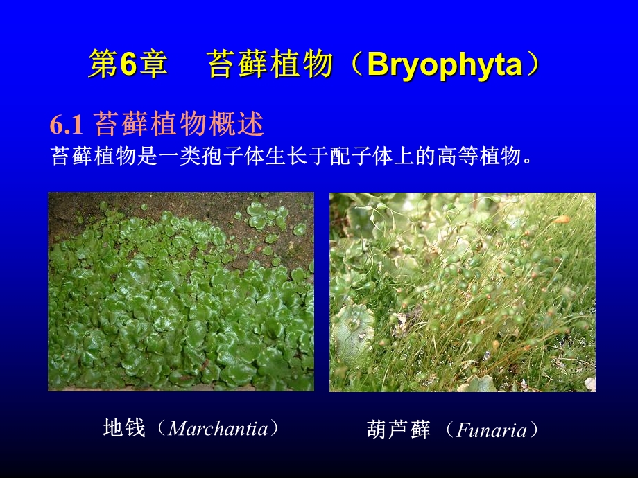 《苔藓植物》课件.ppt_第1页