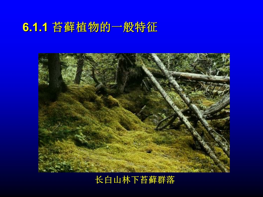 《苔藓植物》课件.ppt_第2页