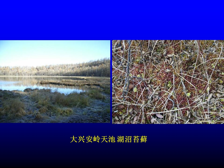 《苔藓植物》课件.ppt_第3页