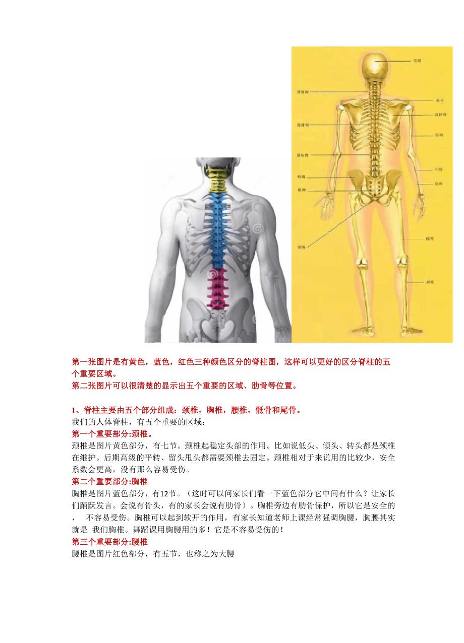 少儿舞蹈的人体结构及基本功的相关问题.docx_第2页