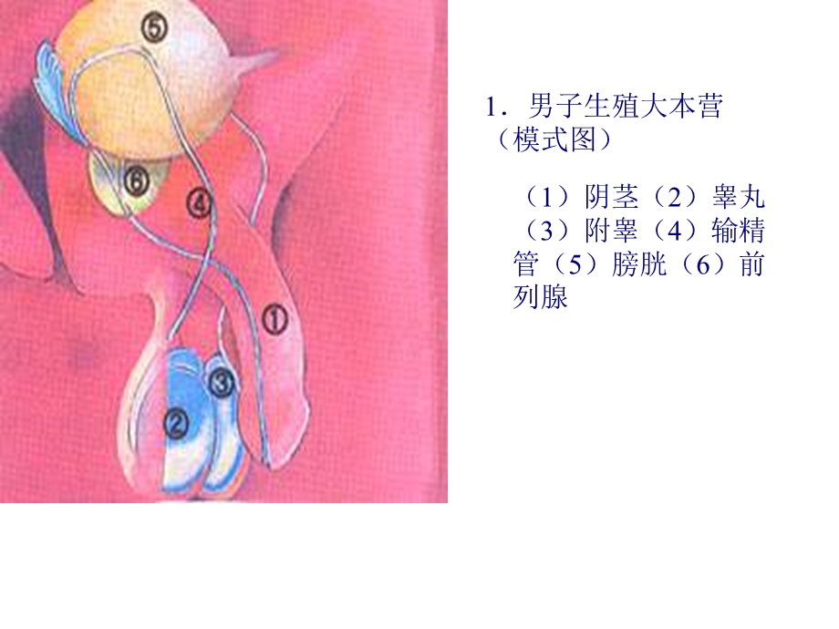 高三生物生命的诞生.ppt_第1页