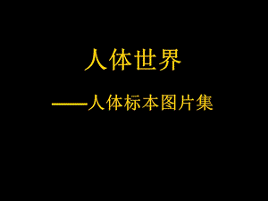 人体标本图片集锦.ppt