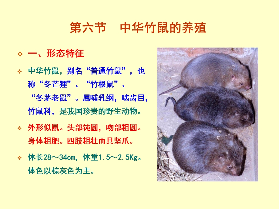 中华竹鼠的养殖.ppt_第1页