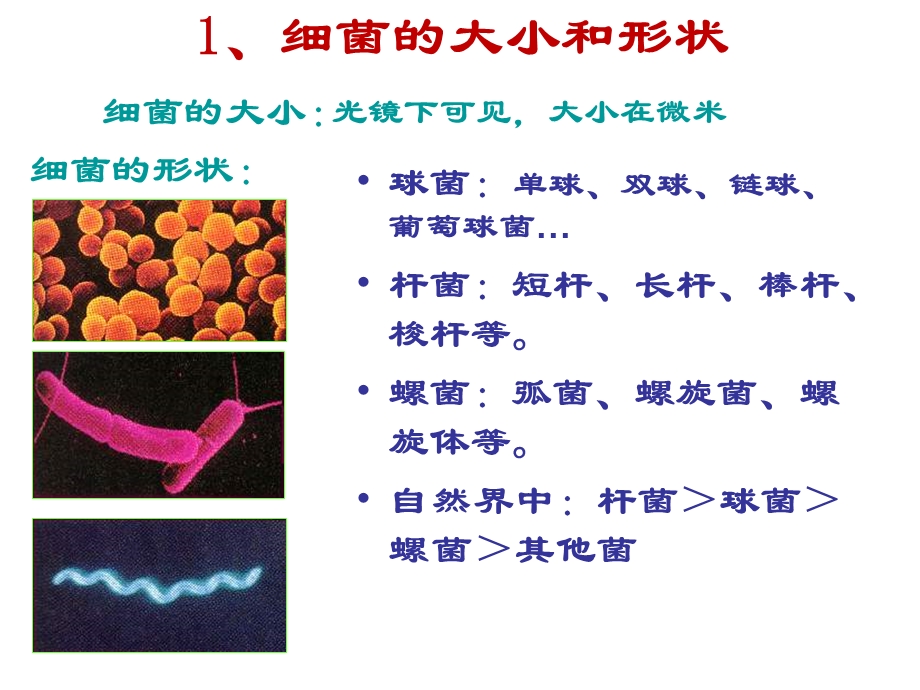 北京版生物八下《原核生物界》.ppt_第2页