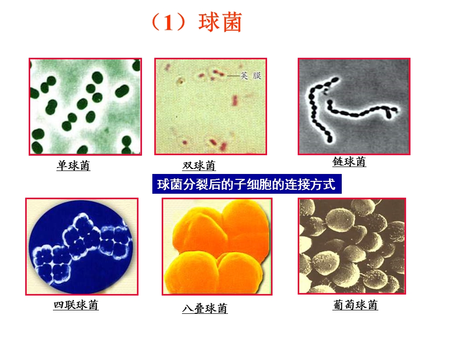 北京版生物八下《原核生物界》.ppt_第3页