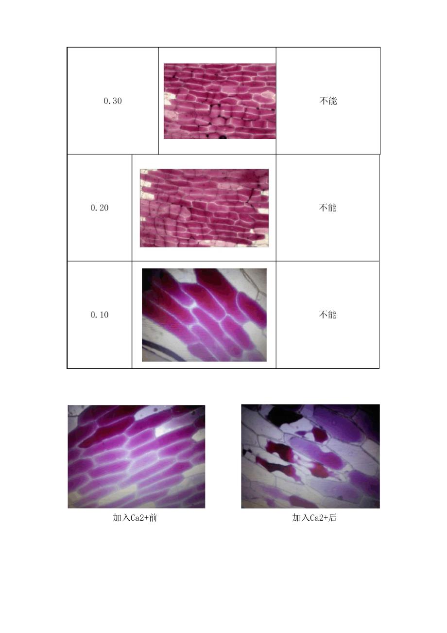 实验七 洋葱鳞片叶表皮细胞玻片的制作和细胞质壁分离的观察.docx_第2页