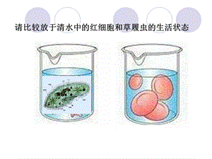 动物稳态的维持及其意义(gai).ppt