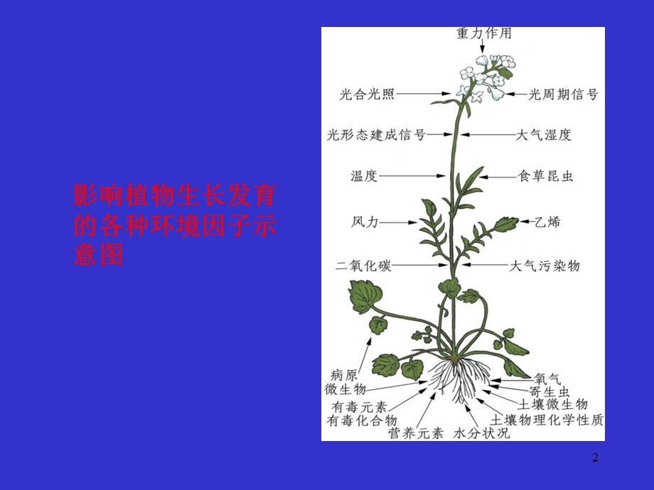 《逆境生理》课件.ppt_第2页