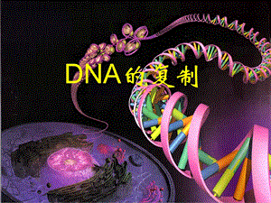 高二生物《DNA的复制》PPT课件.ppt