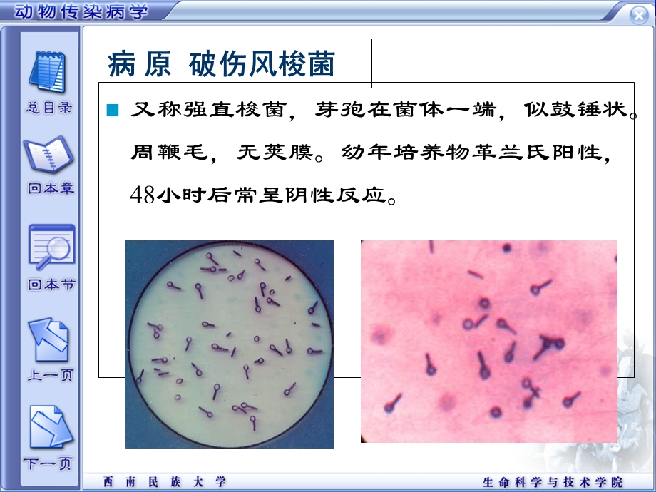 动物破伤风的病原发病机理与防治PPT.ppt_第3页